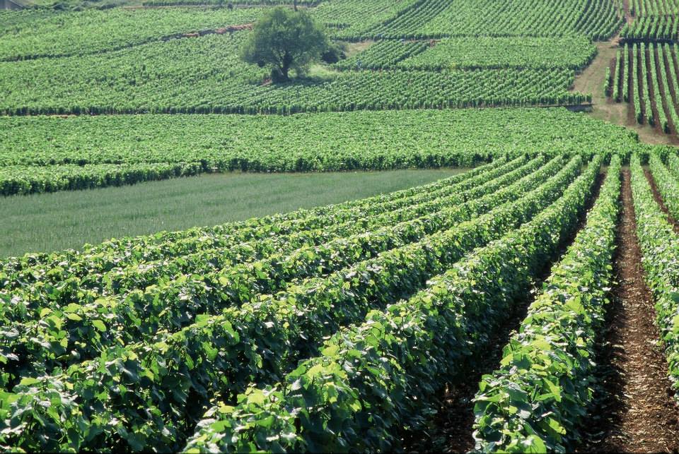 周杰倫也著迷! 頂級紅酒「羅曼尼康帝」 特定年份叫價近500萬