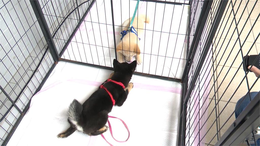 領養代替購買!新竹縣柴犬認養「200人搶13隻」 飼主還要先通過考試