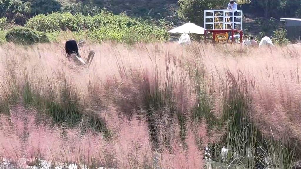 苗栗三灣出現「粉黛亂子草」　屬外來種最高可罰30萬