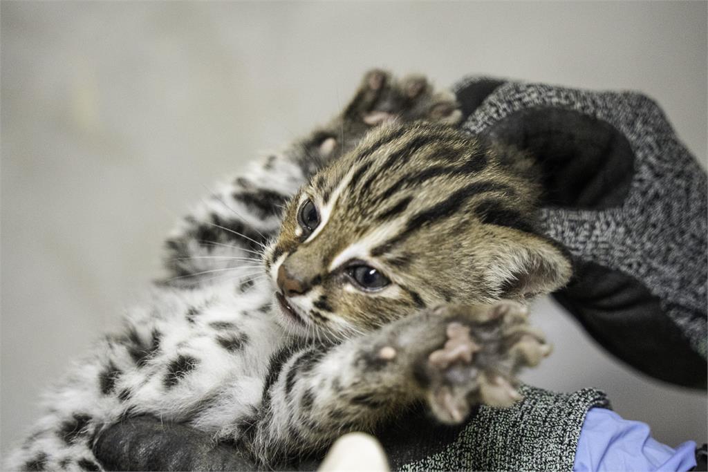 快新聞／太可愛！ 北市動物園2隻石虎寶寶滿月　首次健檢萌度破表