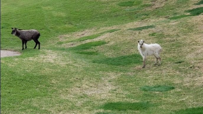 超美「白羚羊」現蹤日本高球場　網一見驚呼：是《魔法公主》的山犬！