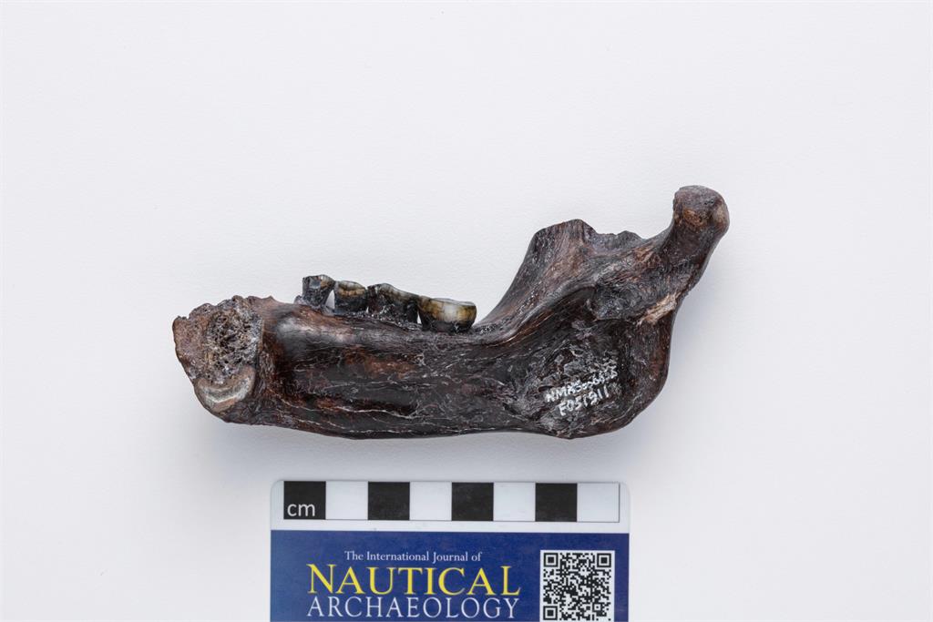 跨海古DNA技術加持！ 諾貝爾獎得主Pääbo親訪科博館 解密「丹尼索瓦人」化石