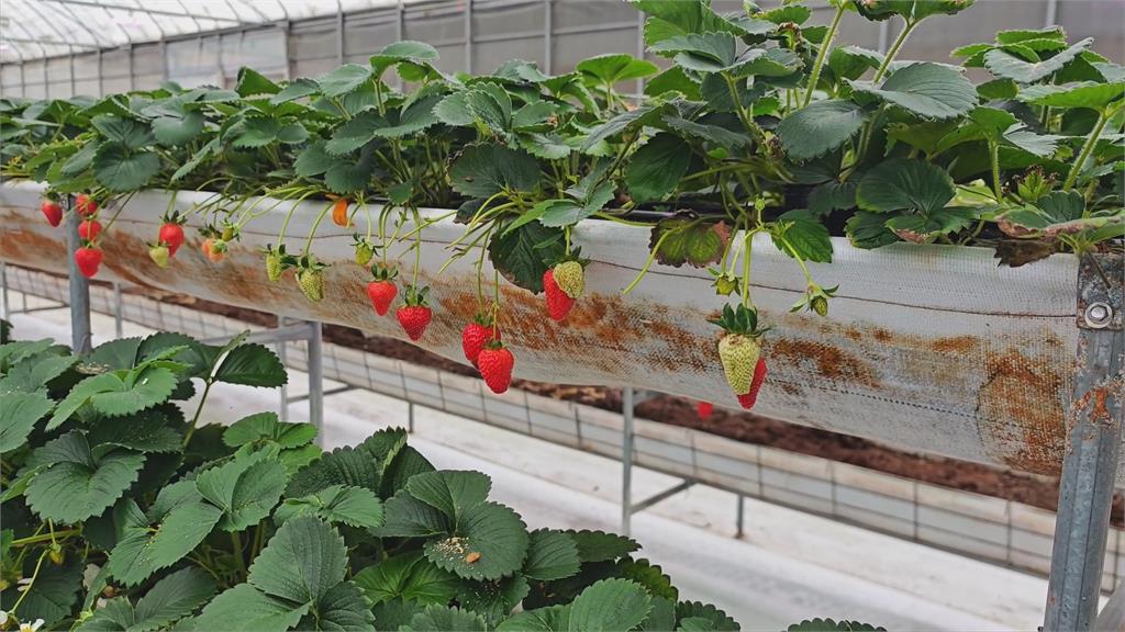 呂彥廷轉戰農業「科技系統」運用數據 種草莓產值翻倍