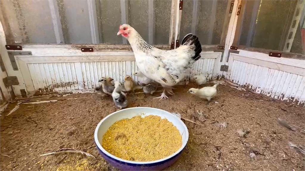 體驗餵雞、小動物「須許可證」　小型農場遭檢舉開罰