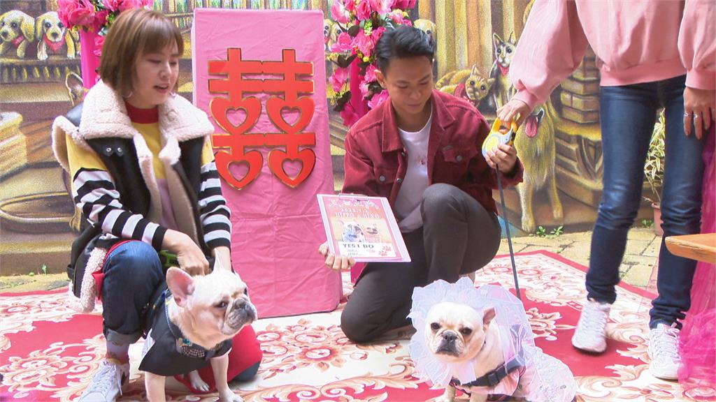 毛孩世紀婚禮! 40組飼主毛孩到場獻祝福
