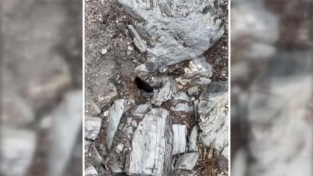 玉山熊出沒! 山友登山直擊「台灣黑熊獵食秀」