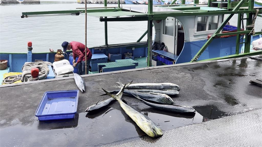 閏2月影響？鬼頭刀漁獲量大減　漁民憂影響5月黑鮪魚季