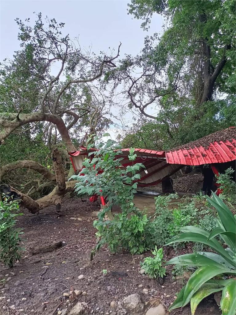 快新聞/大雨來襲百年榕樹根基被掏空倒塌 土地公廟被壓損畫面曝光