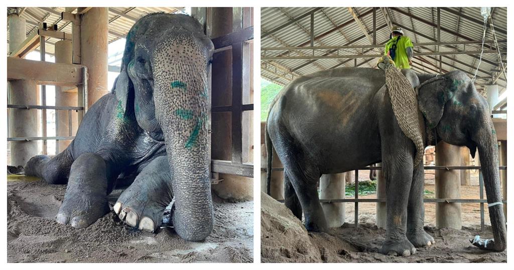 泰國「大象奶奶」工作80年未休息！動保團體救援近況曝：真的累壞了