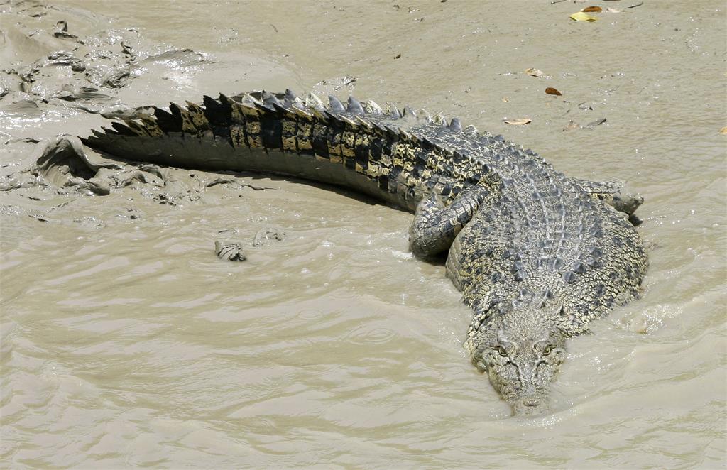 9歲妹河邊突被「鱷魚緊咬」！勇猛哥哥跳進水搏鬥「結局曝光」