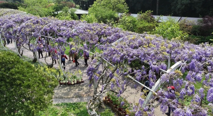 杉林溪遊園車墜谷案！　遊客狂掉兩萬人　園區祭門票減５０元優惠