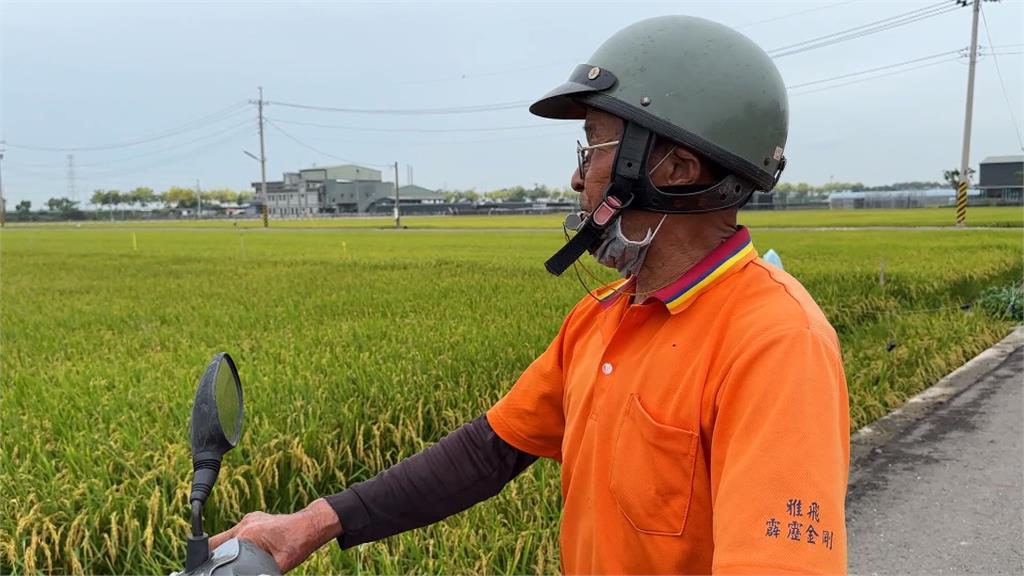 防鳥割稻尾出招! 「放鞭炮嚇鳥支出增」農民嘆吃不消