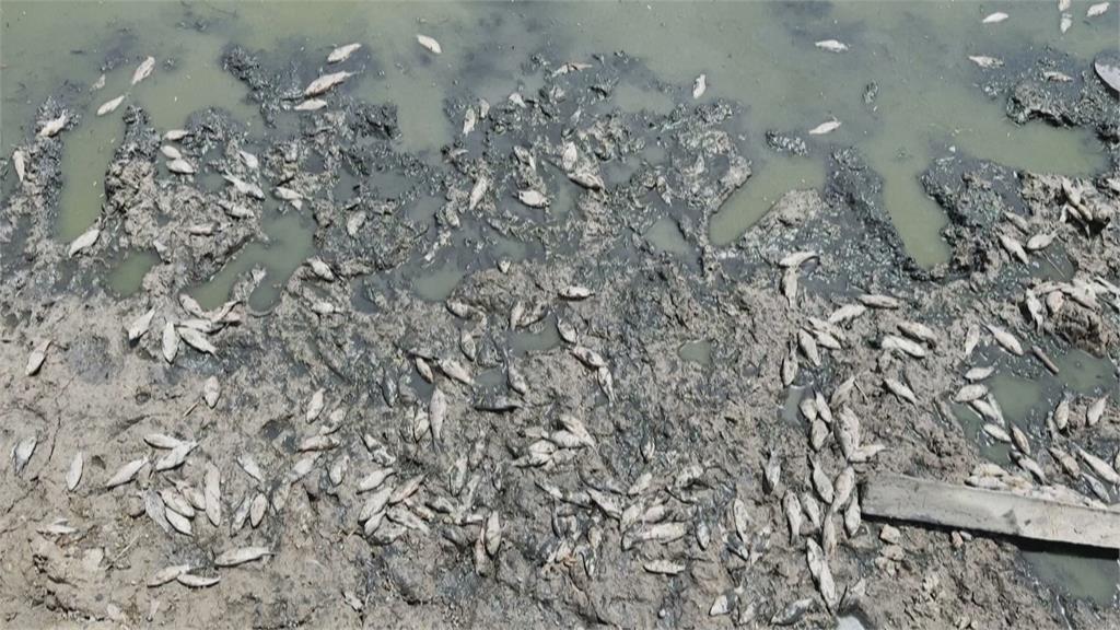 印度新德里熱浪「數百條魚熱死」 北方邦「飆破48度」創75年來新高