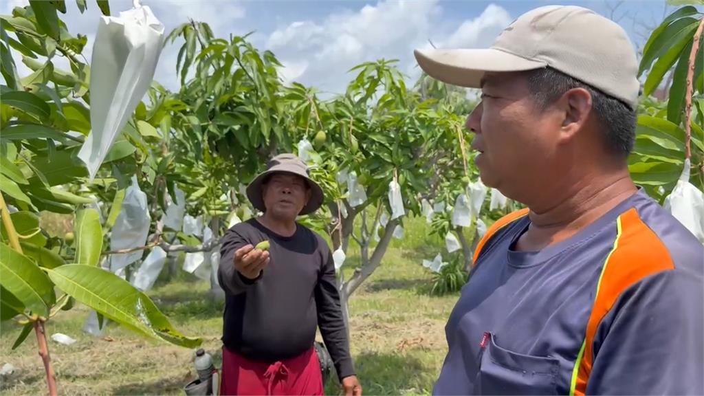＂芒果界的LV＂夏雪芒果收成缺 台東農民忍痛改種