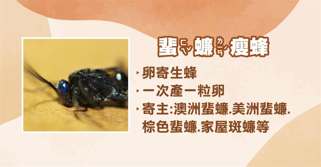 大份量潤餅"蟑螂剋星"黑蟲 基隆衛生局獲報稽查