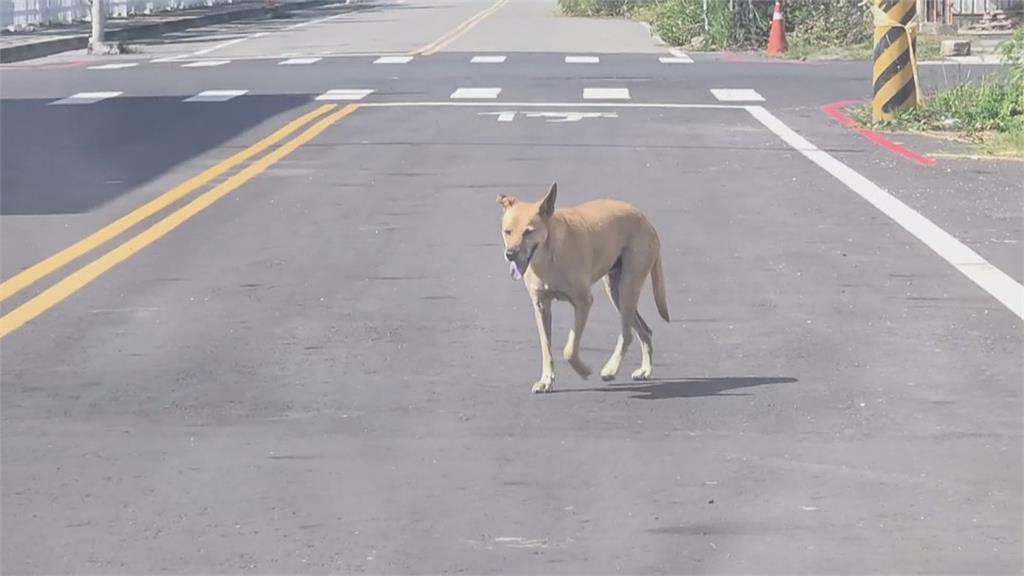布袋魚市場流浪狗入侵　偷吃魚貨撞人害肋骨斷3根