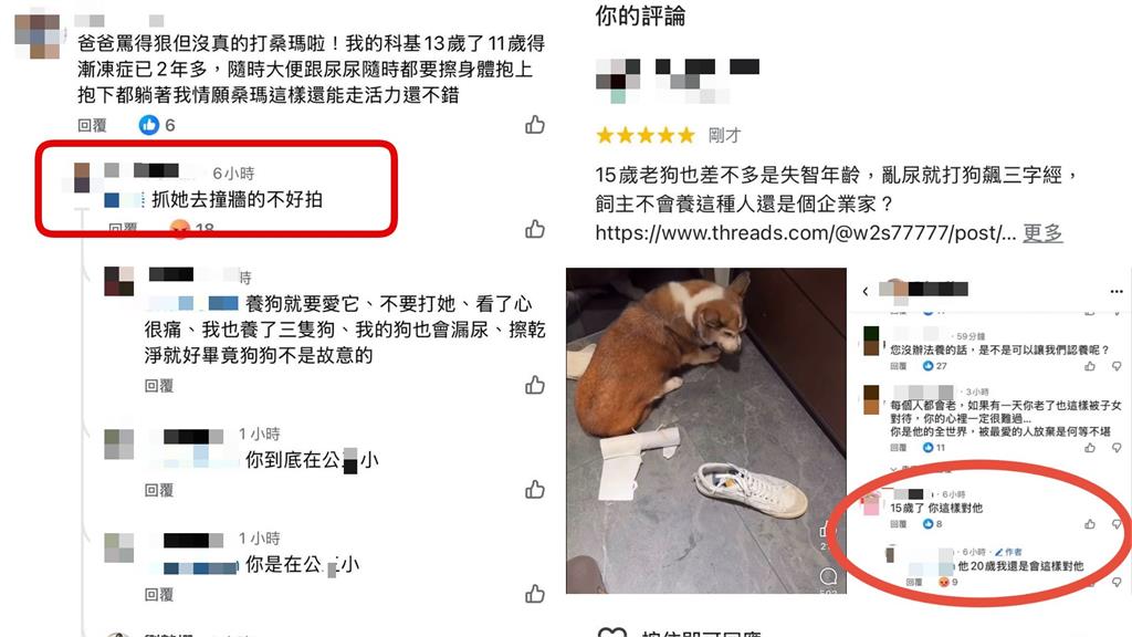 手搖飲老闆涉虐15歲失智柯基掀爭議!律師聲明曝光…網怒了:到底在供X小