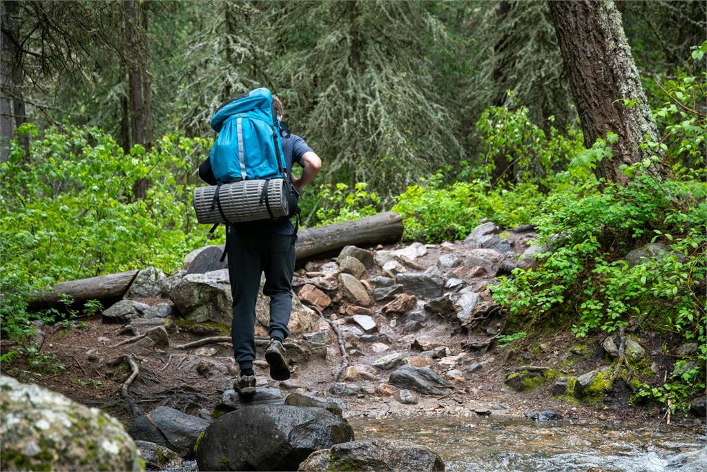 將迎「虎頭蜂活躍期」登山客上山小心了！林業署傳授遭攻擊「標準3解方」