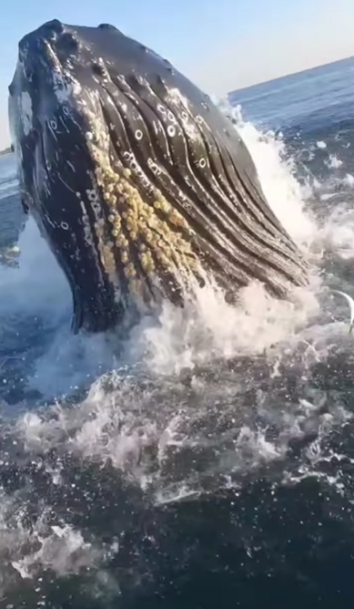 海釣突「40噸巨鯨衝出海」差1m翻船　他嚇到狂飆髒話24秒畫面曝