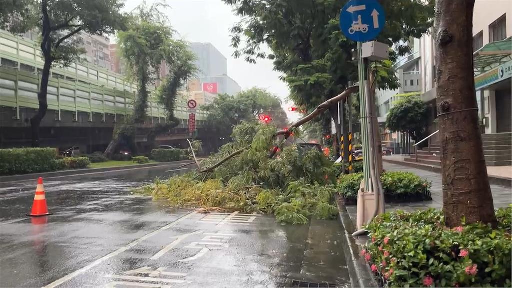 大雨下不停！　萬華民眾百萬名車遭樹壓　幸無人傷