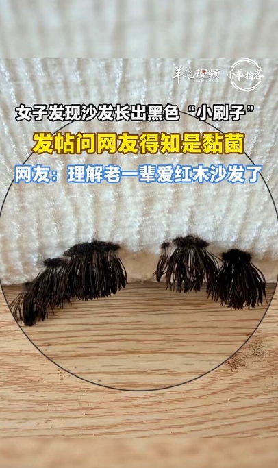 家中沙發驚見「小刷子」狀物！她求網才知是黴菌　專家授「4大」預防方法