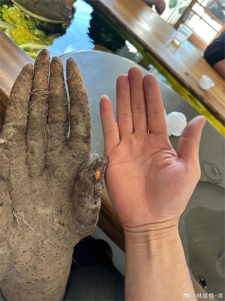 自家菜園挖出「人類手掌」？五指分明超詭異…竟有人開價3.7萬收購