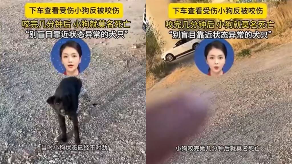 狗狗