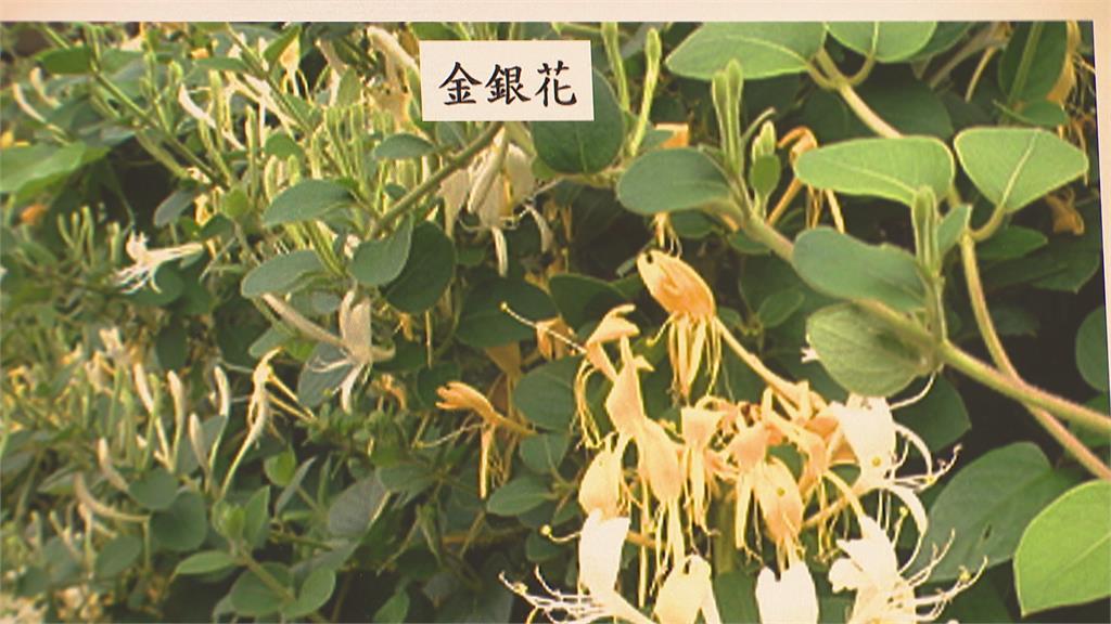 中藥「金銀花」增抵抗力 高醫研究證實有效抗武肺