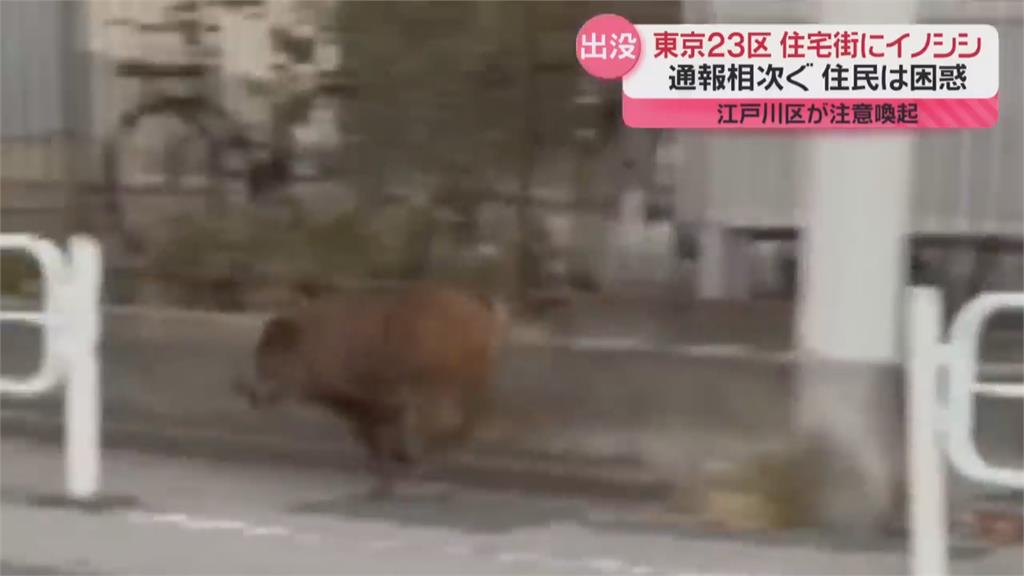 東京江戶川區驚見「野豬」逛大街　專家：疑從7公里外走來