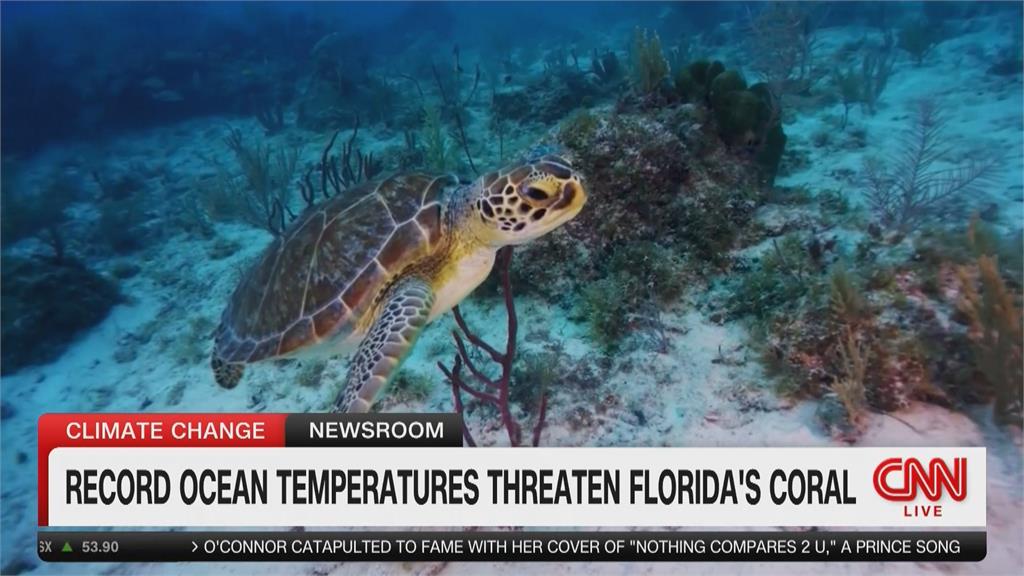 熱浪侵襲！佛羅里達灣水溫近38度　多處礁群完全白化、死亡