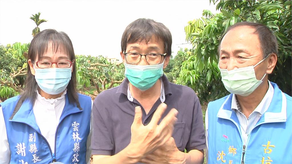 近幾年最嚴重! 雨襲雲林荔枝 農民:血本無歸