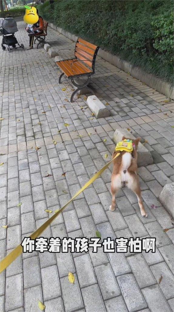 中國寵物公園遭兒童霸佔！主人怒喊無言　保安嘆：勸阻曾被家長動手