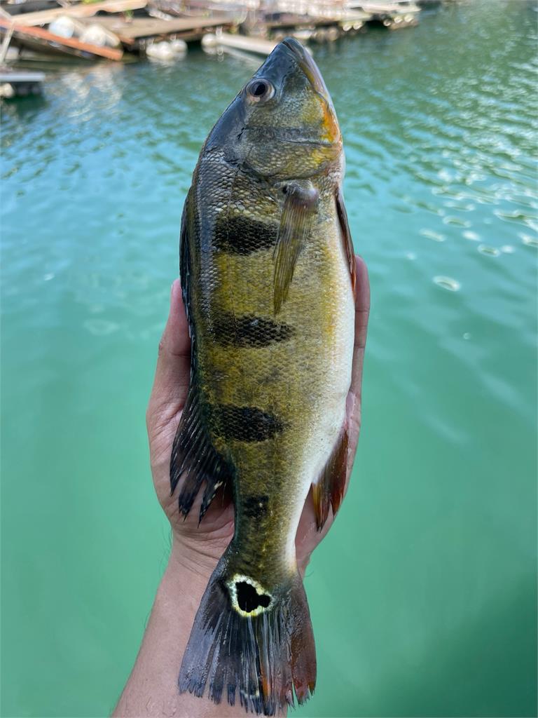 日月潭外來種「魚王易主」？　魚虎捕撈量減少皇冠三間活躍