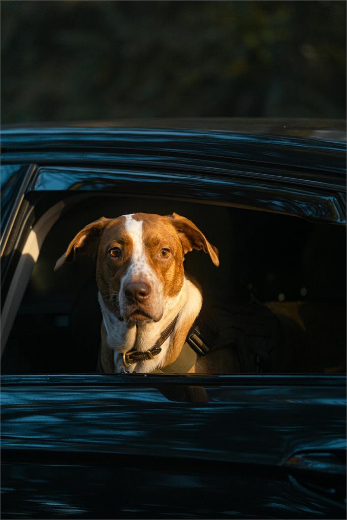 比特犬2度跳窗咬人…「天生愛攻擊」?律師揪「2點」喊:是飼主不合格!