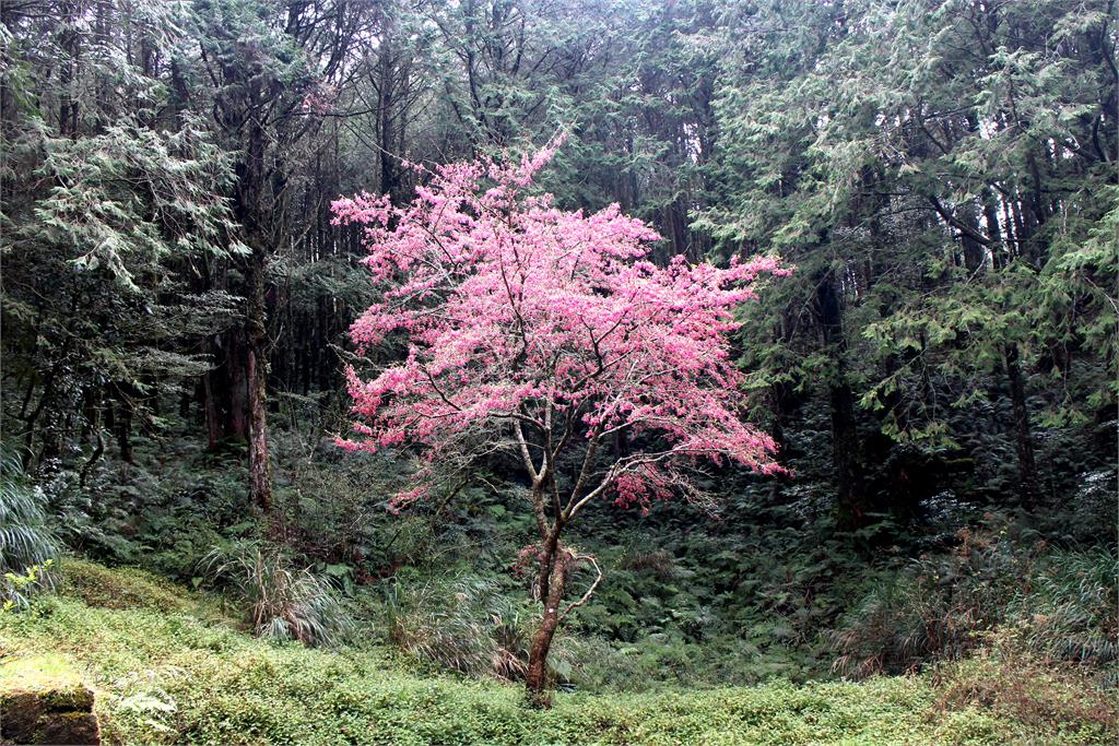 全台兩大「櫻花祭」強強聯手!「九族文化村X阿里山森林遊樂區」雙重享受