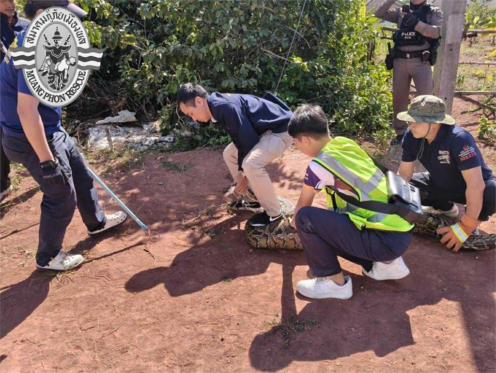 3米巨蟒「挺巨肚」爬太慢遭捕!野放過程突「吐出四腳巨獸」驚悚畫面曝光