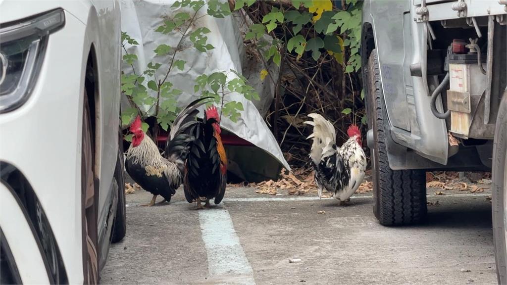 高雄女「遭公雞追」急逃上車　直呼：太不講武德了