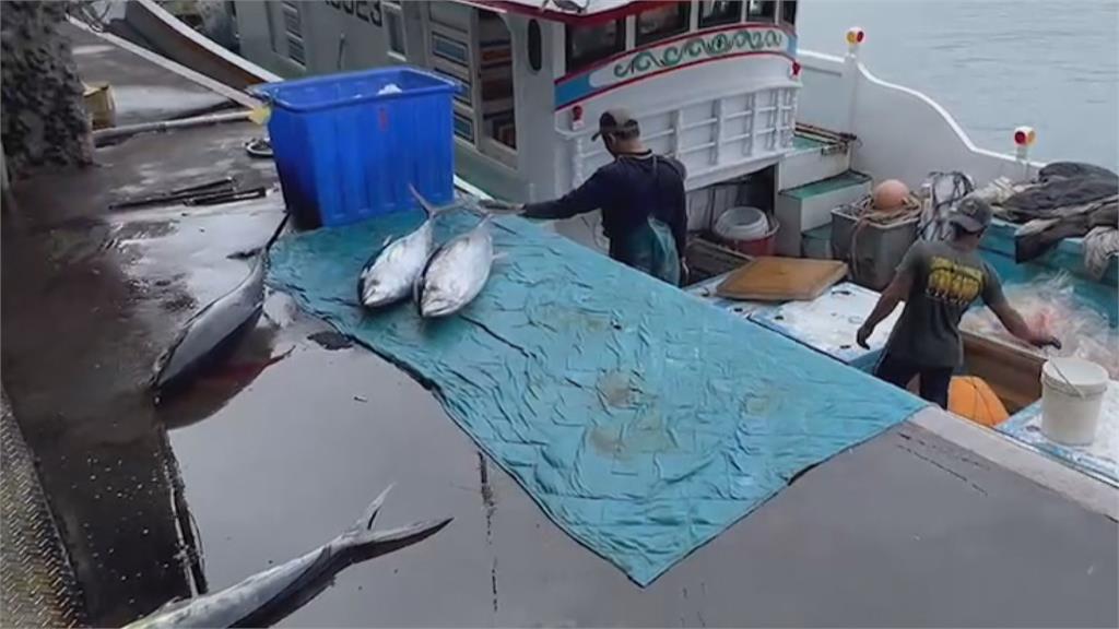 台東黃鰭鮪大豐收　魚市場排滿滿場面壯觀