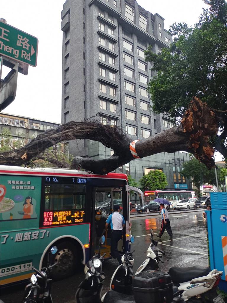 快新聞／北市士林區路樹倒塌！ 攔腰折斷壓在公車上驚悚畫面曝