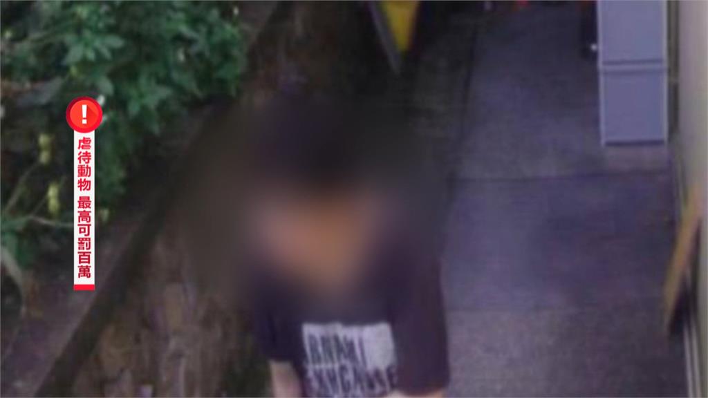 猴硐4貓「臉遭噴辣椒水」全網怒揪凶手！米可白火大開轟：能不能不要傷害