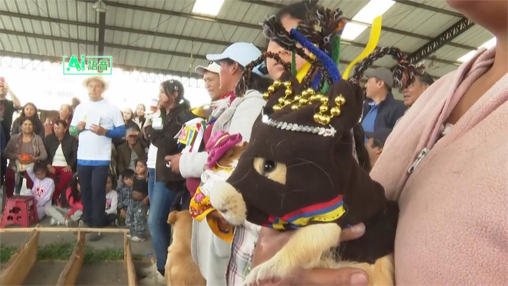 豢養天竺鼠歷史逾5千年　厄瓜多小鎮辦天竺鼠運動會