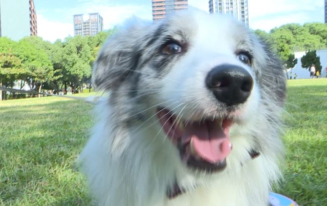 毛小孩生日趴邀請犬友同樂 餐點、布置一點都不馬虎