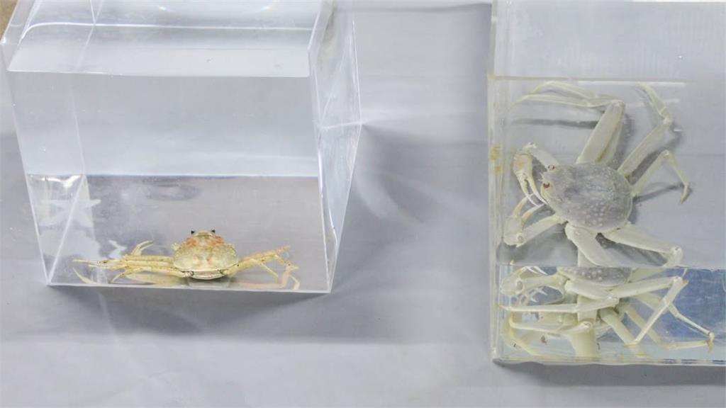 日本「雪白松葉蟹」待產中！專家驚呼：躲10年天敵才能成海洋奇蹟