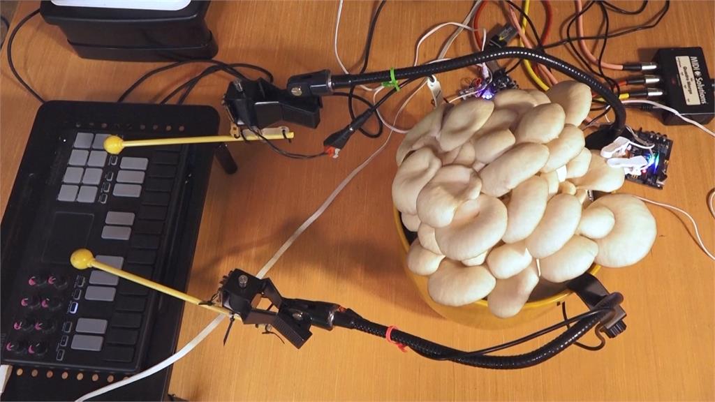 植物也會奏樂! 英國樂團開發「神奇技術」