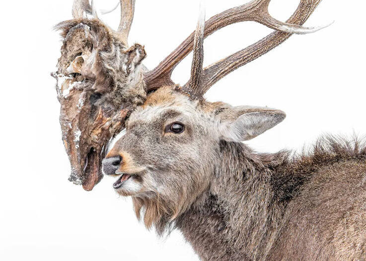 比恐怖片還驚悚！公鹿激戰獲勝頂「死敵腐爛斷頭」趴趴走...駭人影像入圍攝影賽