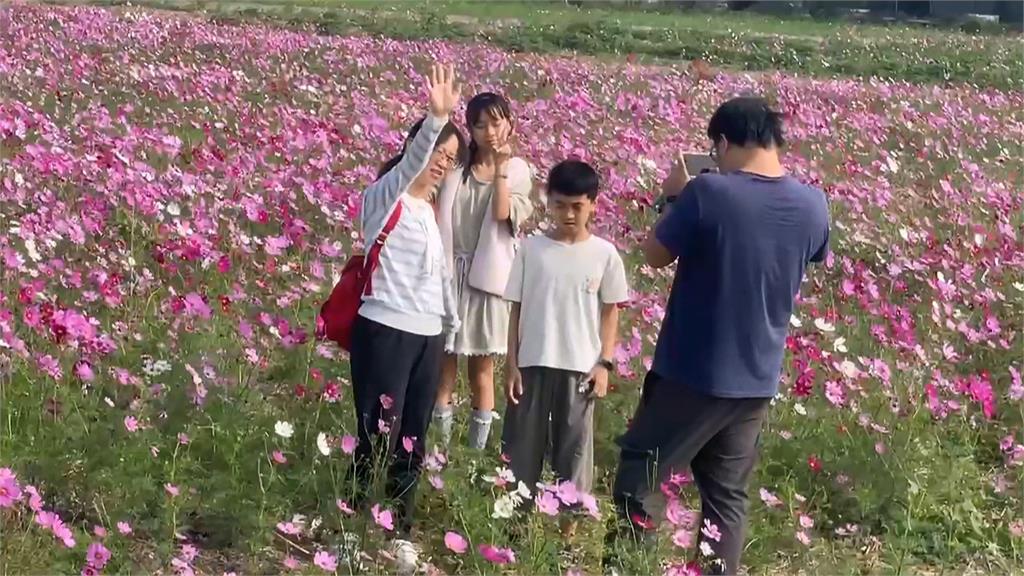 夢幻美景結合特色市集 嘉義花海生活節浪漫登場