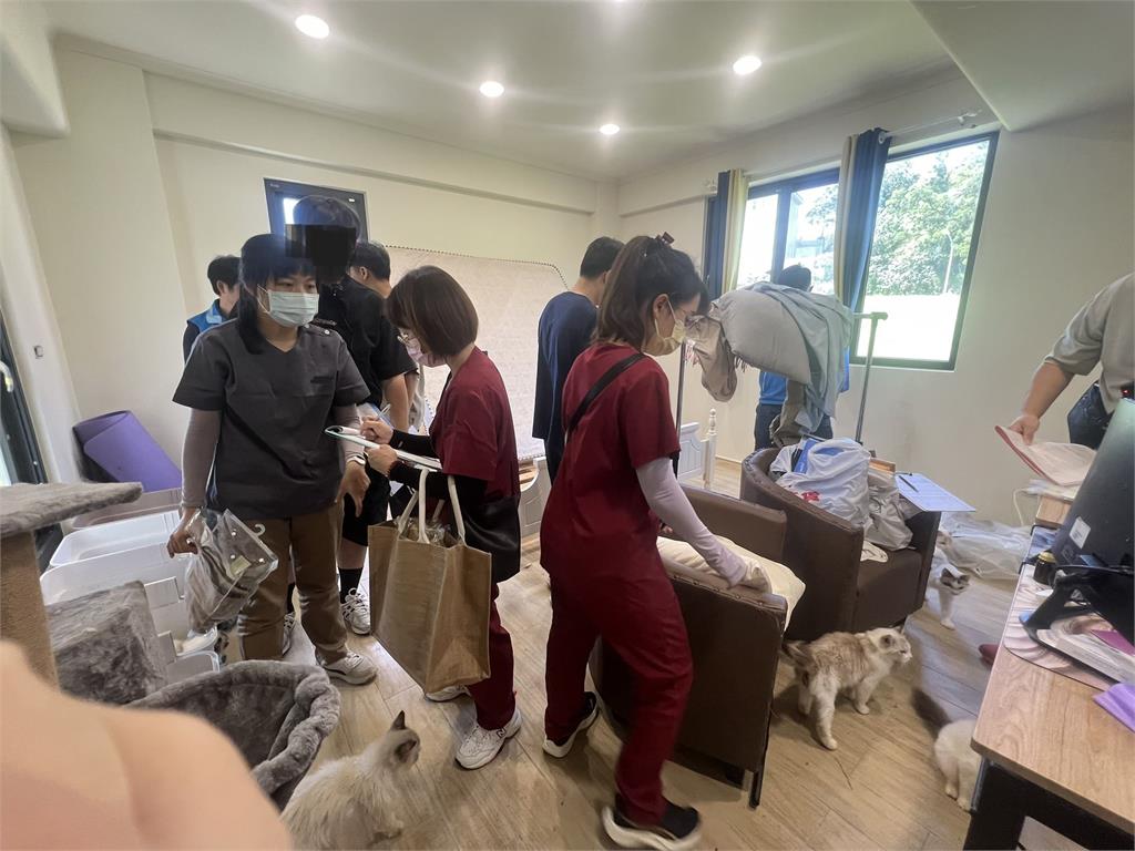 「貓間」煉獄!緝毒意外破獲非法養殖場 救出35品種貓