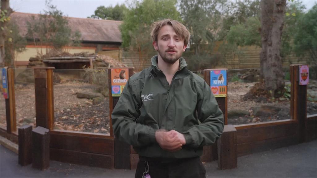 好萌！　倫敦動物園水豚搬新家　配有恆溫休息室、泥巴浴