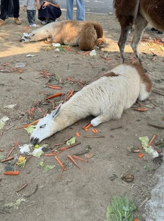 草泥馬「倒地翻白眼」照網瘋傳！民眾嚇壞喊中暑…園方揭真相急喊：不會死啦