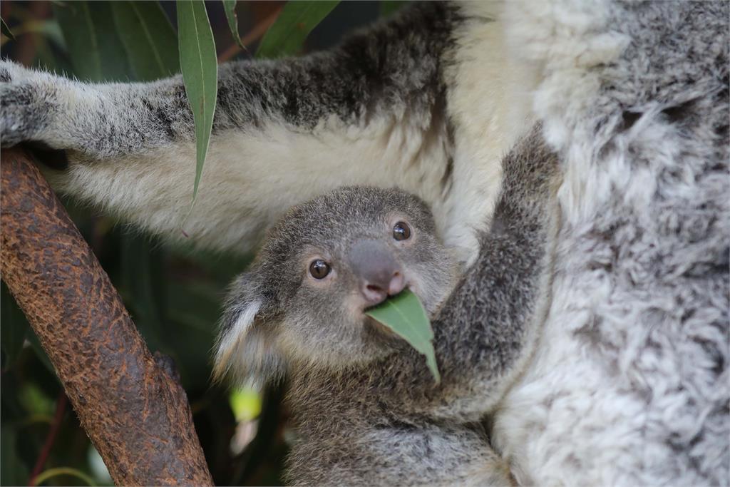 無尾熊要「轉大人」　平川、神戶動物園合作繁殖無尾熊